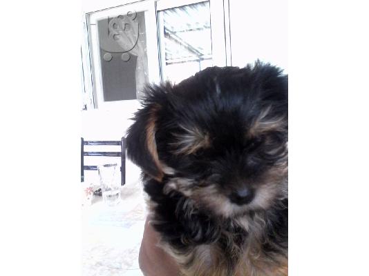 PoulaTo: Τεριε γιορκσαιρ